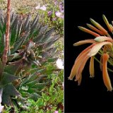 Aloe brevifolia v. postgenita (ex fosteri aff.) (South Africa)